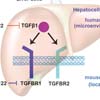 Prof. Jianzhong Xi’s group makes important progress in the research of miR122 function