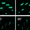 Prof. Qing Zhang’s group makes new progresses on ultrathin CsPbX3 nanowire arrays with strong emission anisotropy